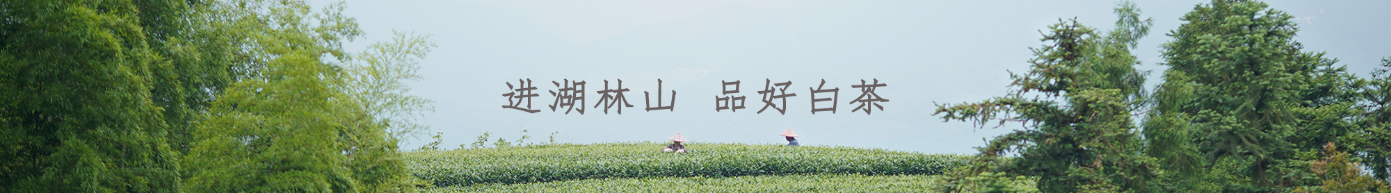图片展示