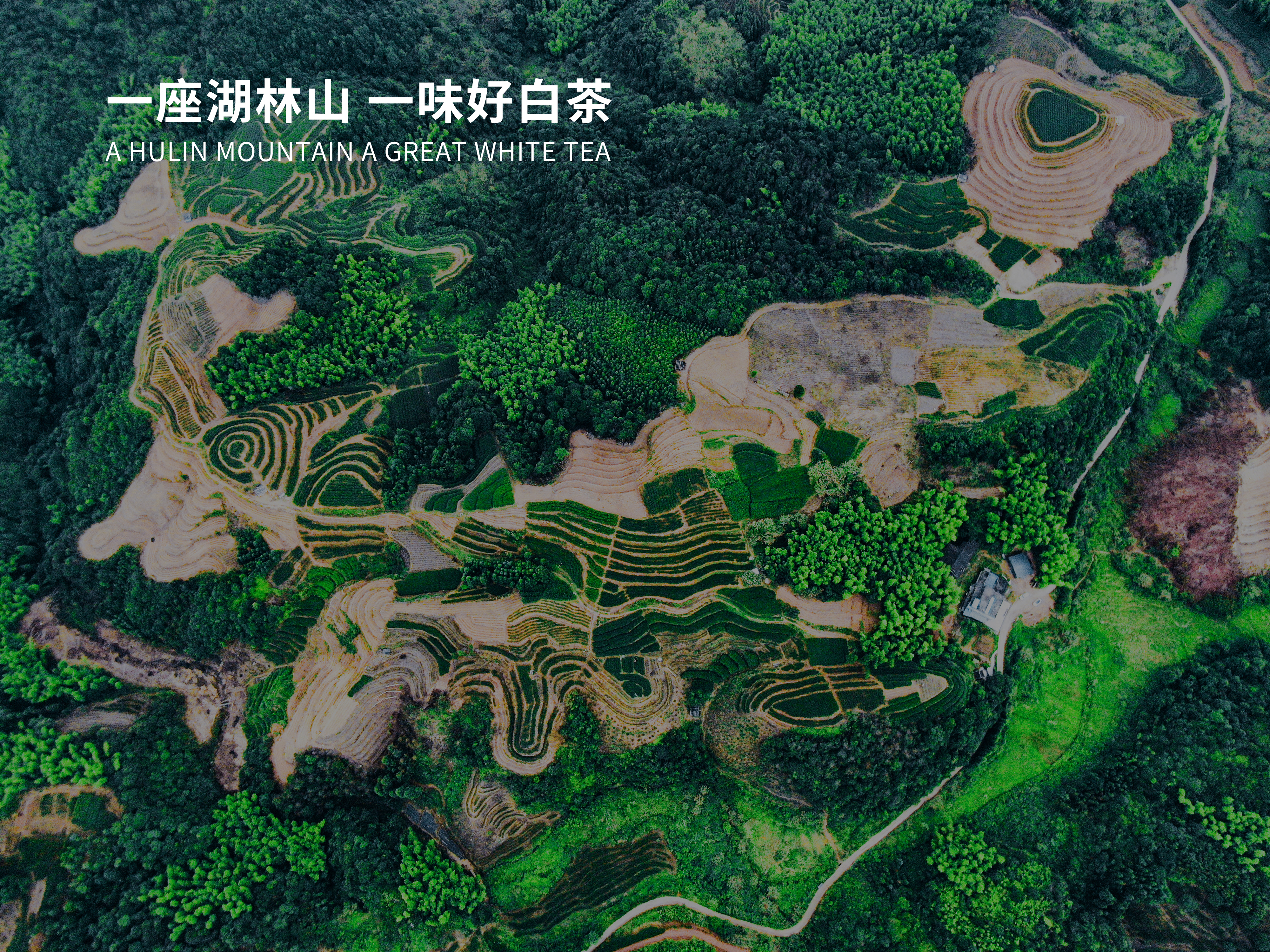 茶园基地.jpg